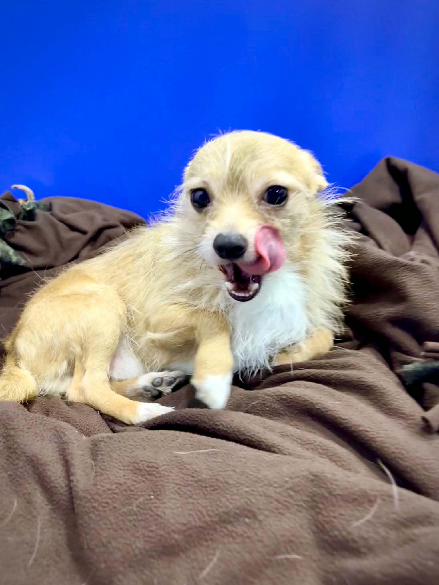 Enlarge Rocky, a ADOPTABLE mixed breed in Kalamazoo, MI image 2/5