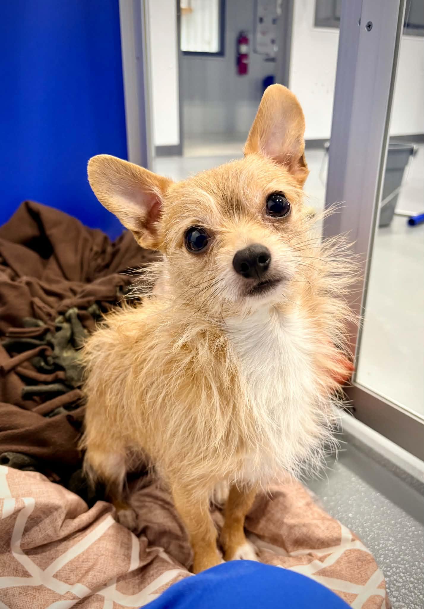 Enlarge Rocky, a ADOPTABLE mixed breed in Kalamazoo, MI image 1/5