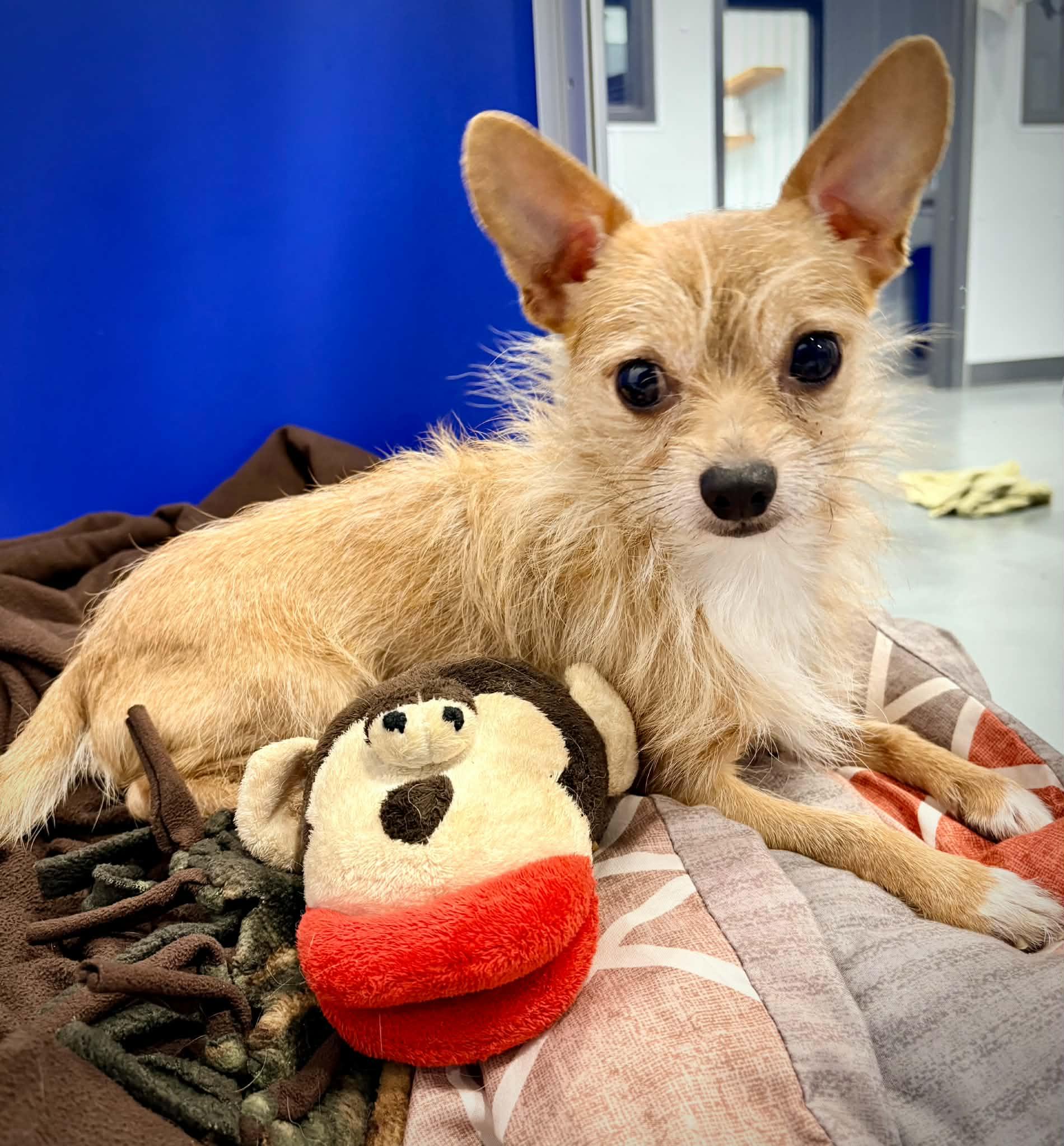 Enlarge Rocky, a ADOPTABLE mixed breed in Kalamazoo, MI image 5/5