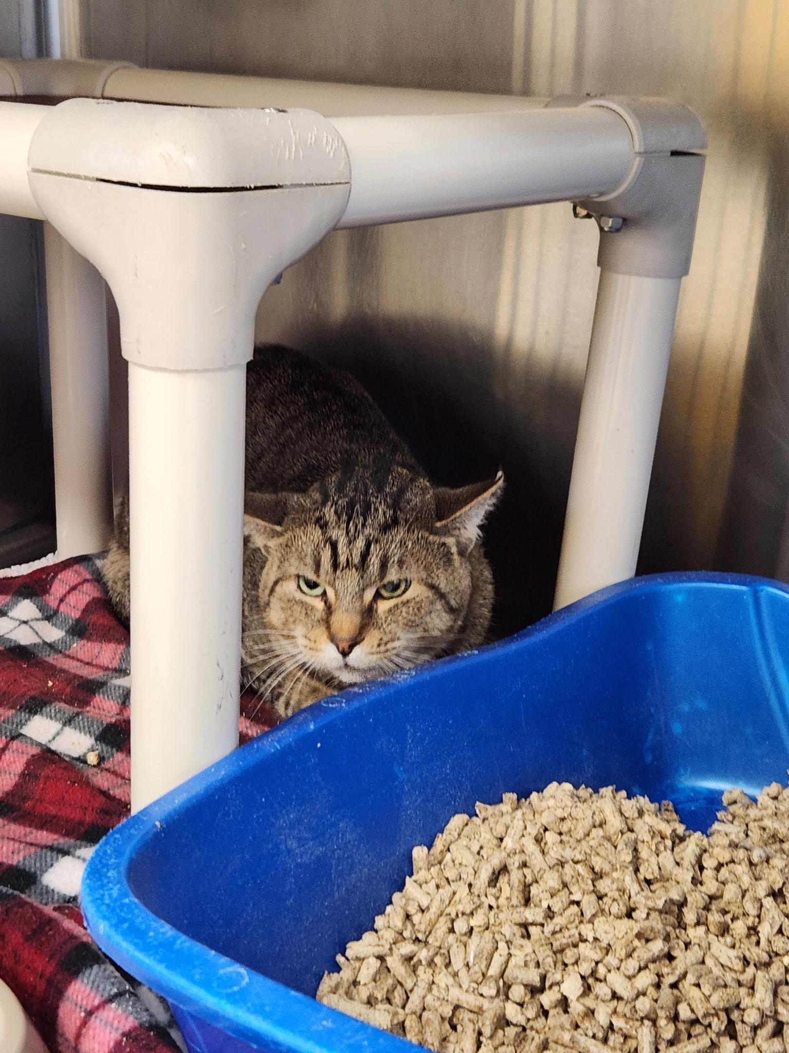 Howie, an adoptable Domestic Short Hair in Benton Harbor, MI_image-1