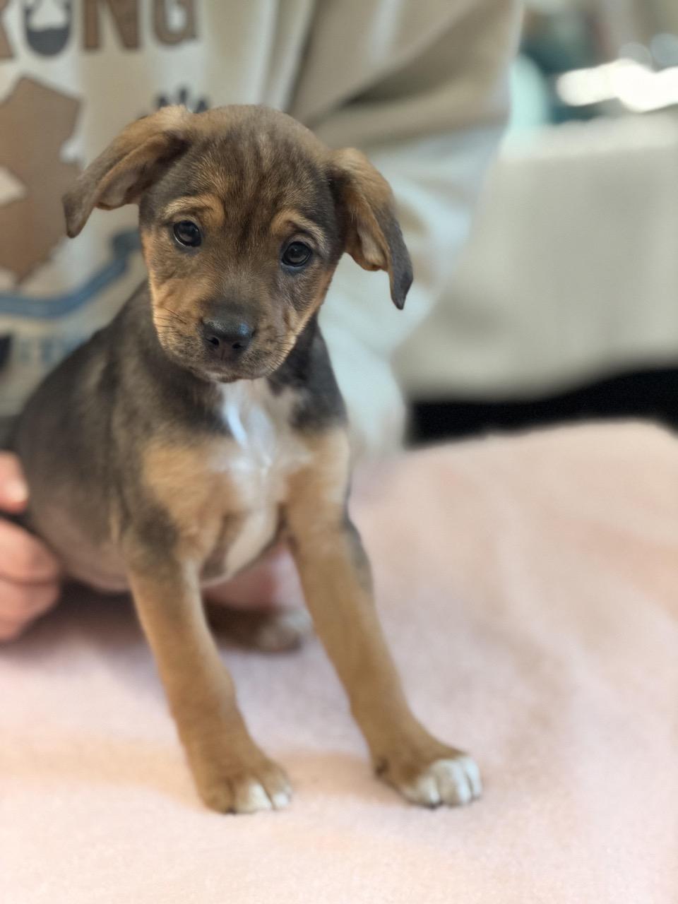 Enlarge Reese's Puppy Cups, an adoptable mixed breed in Sparta, NJ image 2/4