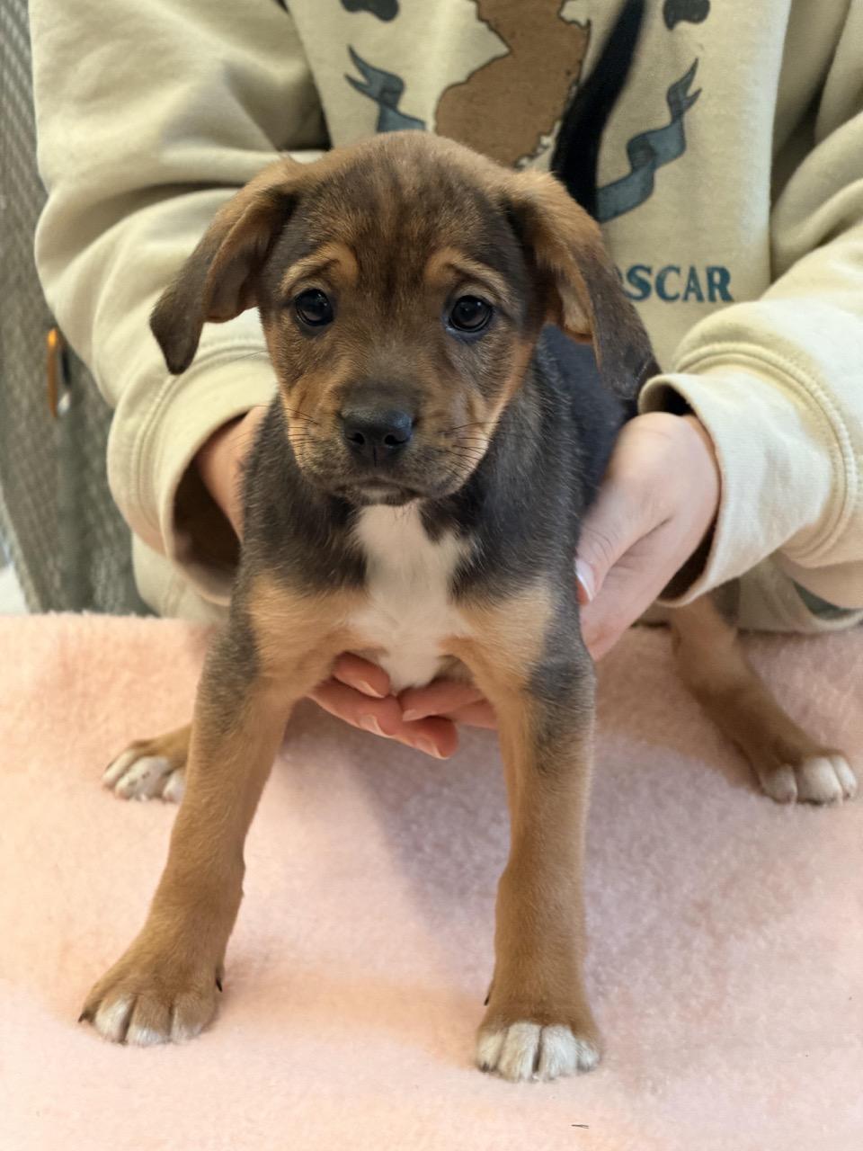 Enlarge Reese's Puppy Cups, an adoptable mixed breed in Sparta, NJ image 4/4