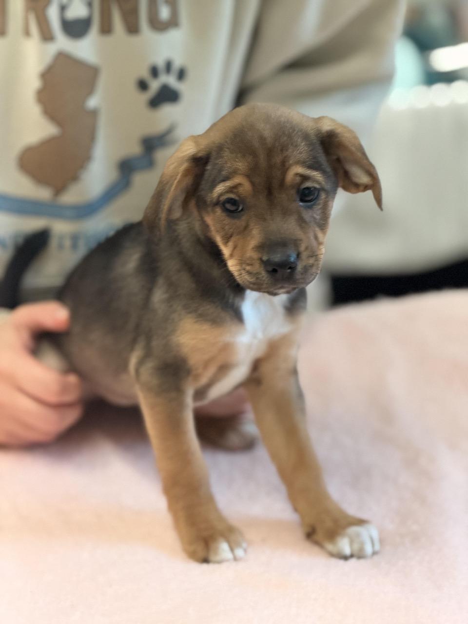 Enlarge Reese's Puppy Cups, an adoptable mixed breed in Sparta, NJ image 3/4