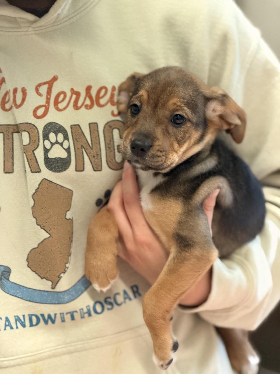 Enlarge Reese's Puppy Cups, an adoptable mixed breed in Sparta, NJ image 1/4