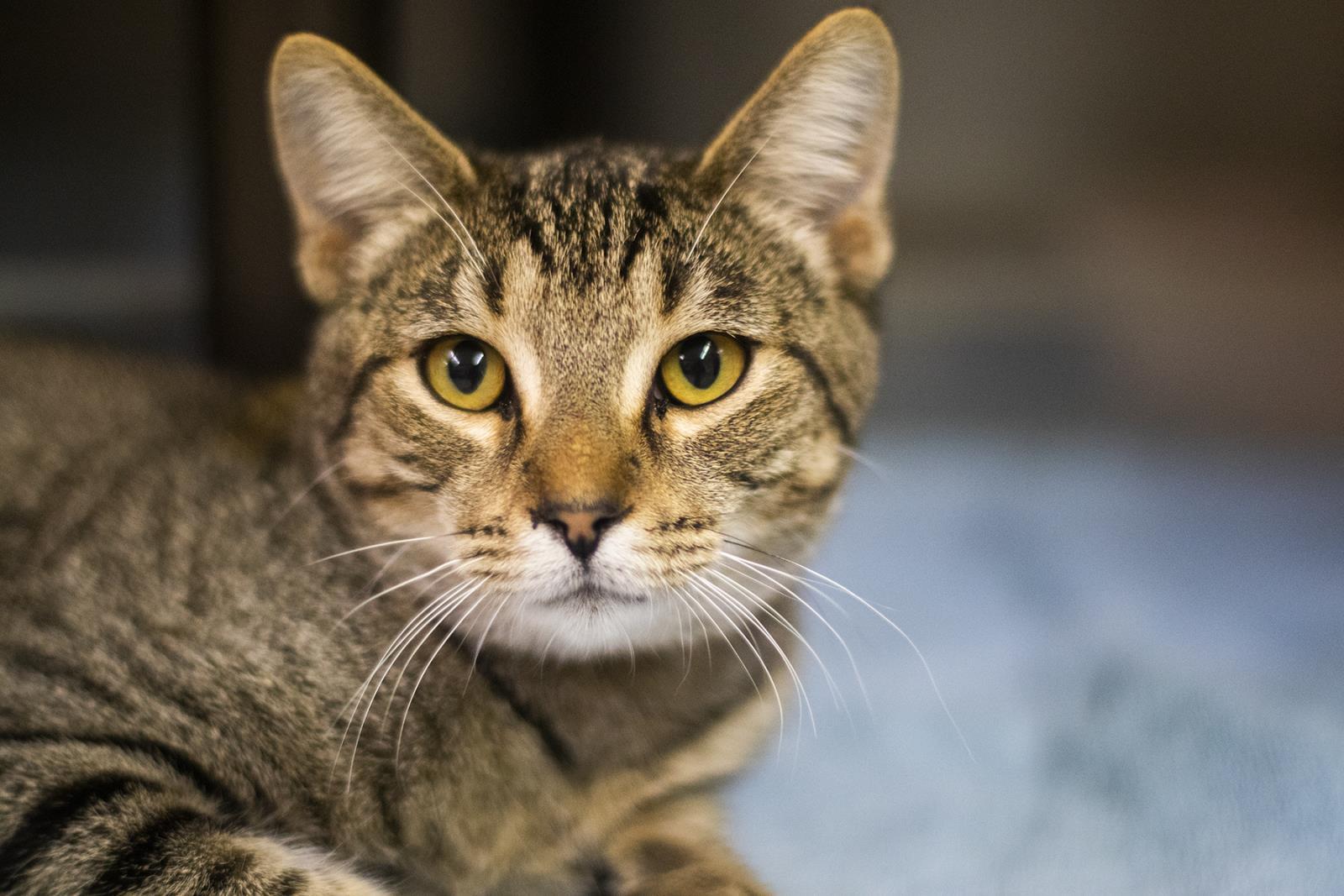 Candy, Adoptable, Adult Female Domestic Short Hair & Tabby.