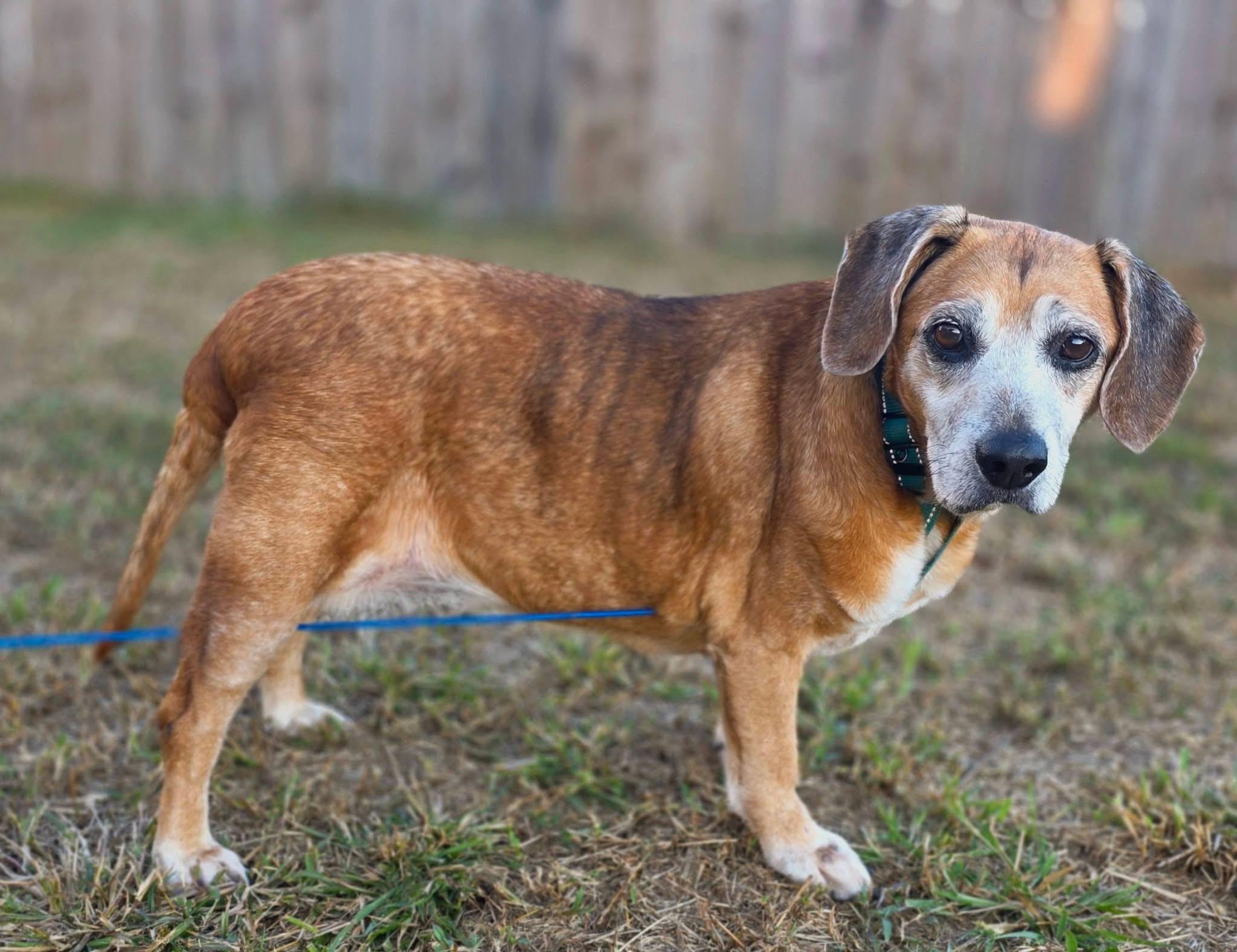Enlarge Erma, a Adoptable Beagle in Clarksville, TN image 6/6