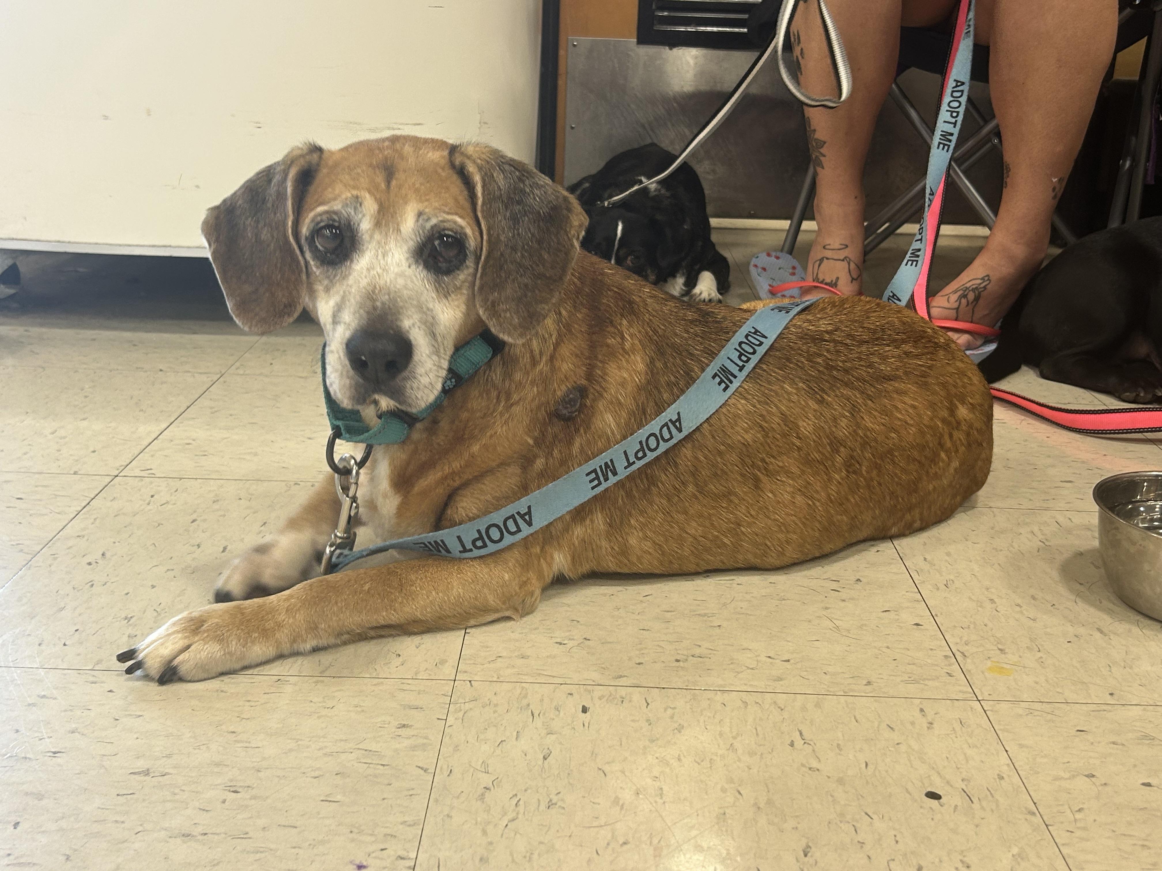 Enlarge Erma, a Adoptable Beagle in Clarksville, TN image 3/6