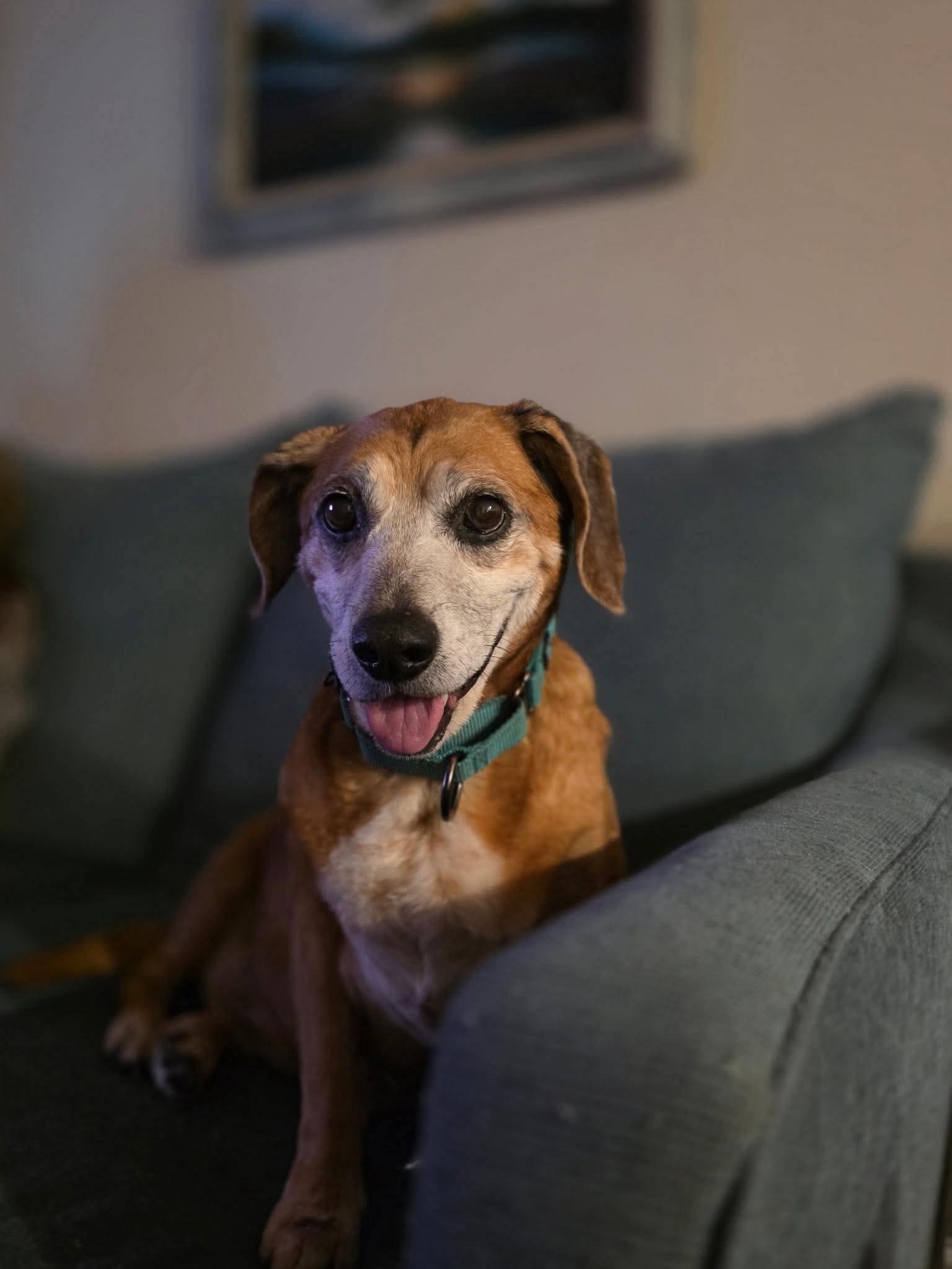 Enlarge Erma, a Adoptable Beagle in Clarksville, TN image 4/6