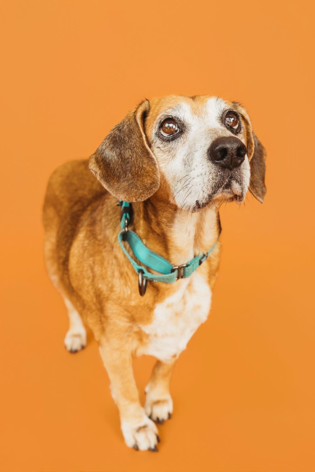 Erma, Adoptable, Senior Female Beagle.