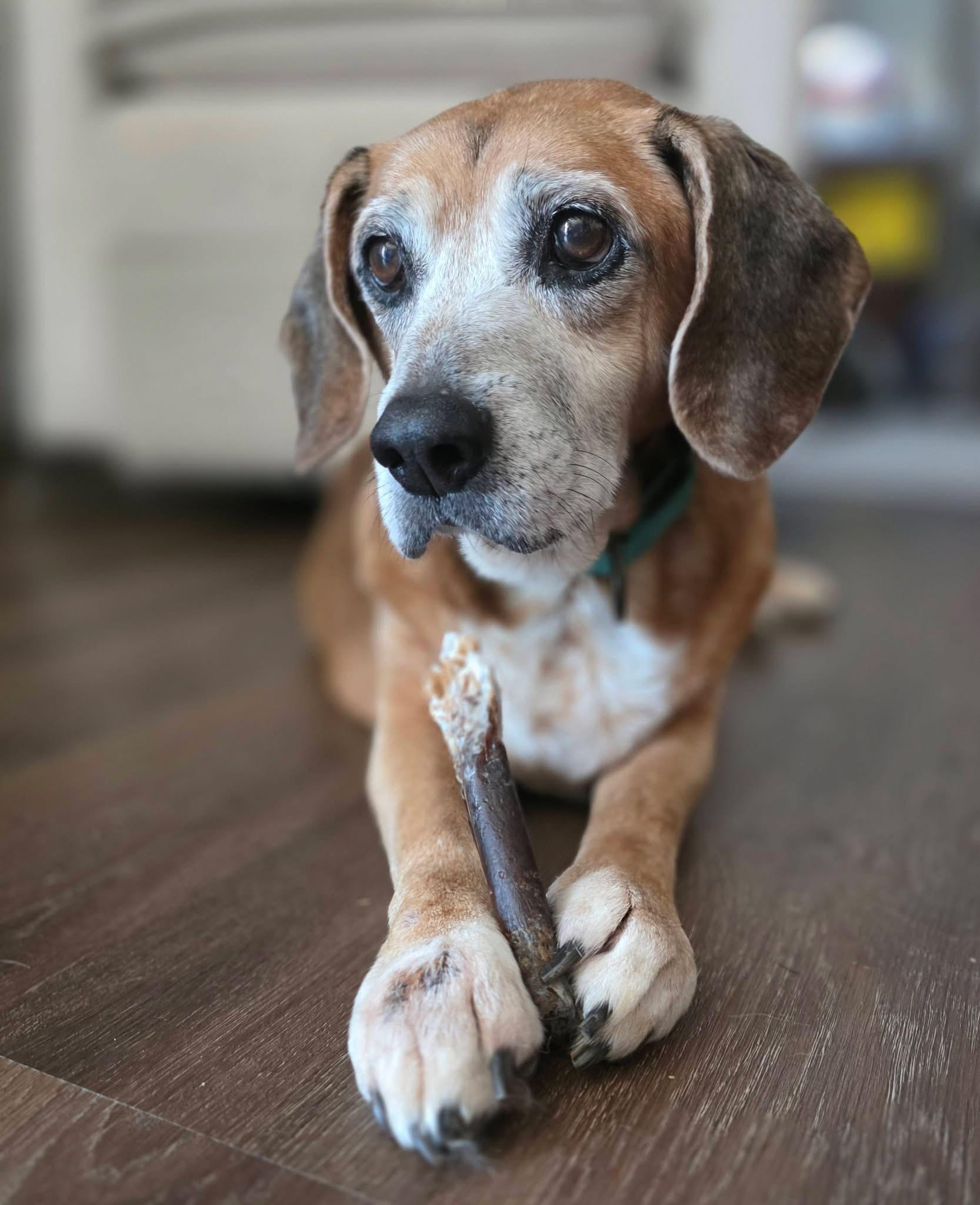 Enlarge Erma, a Adoptable Beagle in Clarksville, TN image 2/6