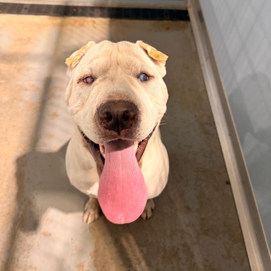 Enlarge Turbo, a Adoptable mixed breed in Salem, OR image 1/6