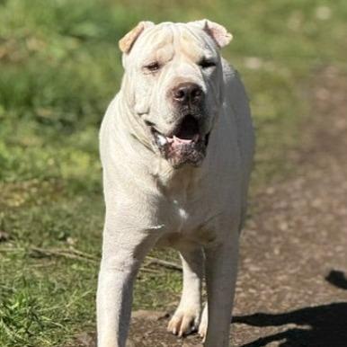 Enlarge Turbo, a Adoptable mixed breed in Salem, OR image 2/6