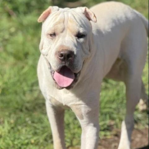 Enlarge Turbo, a Adoptable mixed breed in Salem, OR image 5/6