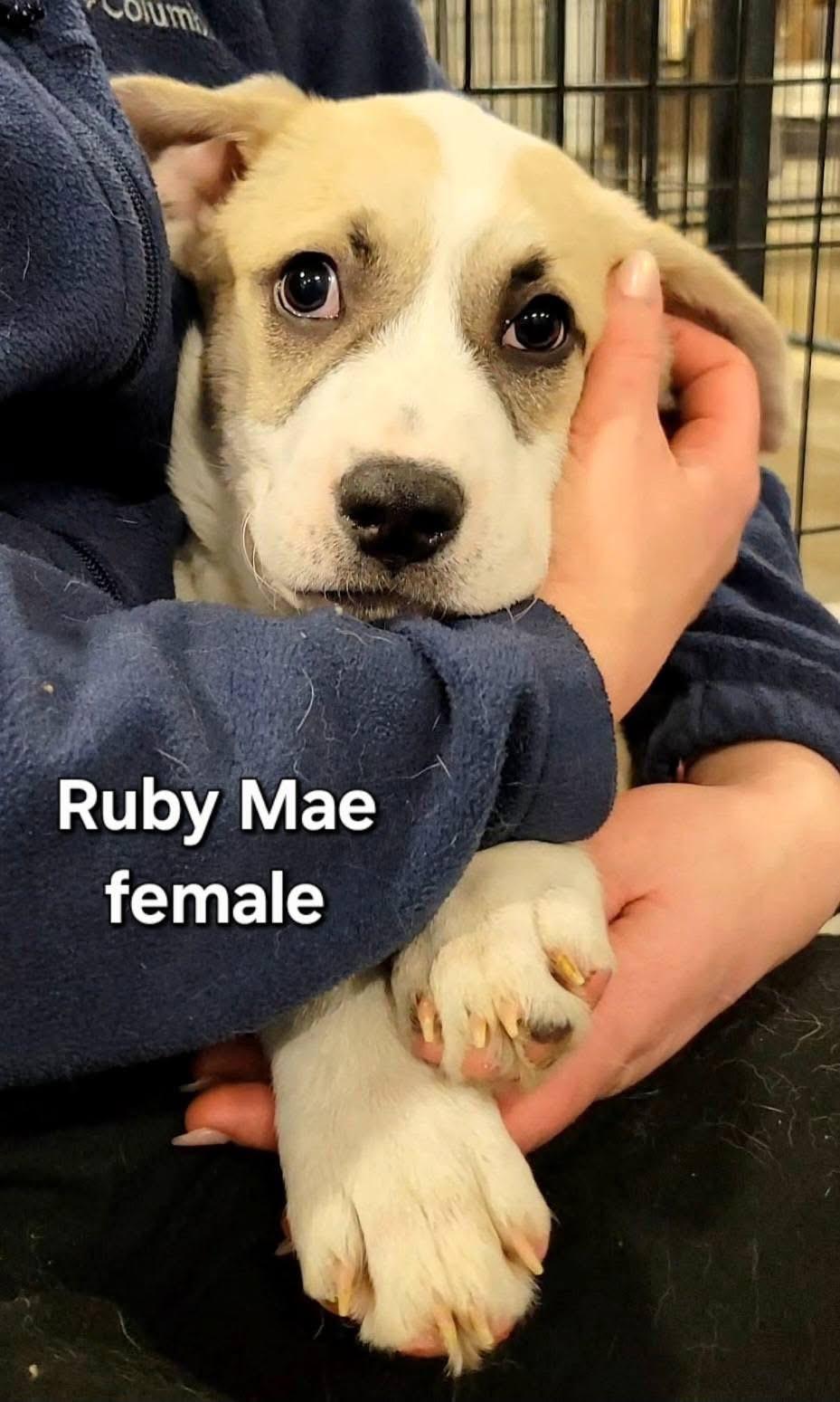 Enlarge Ruby Mae , an adopted mixed breed in Ashland, KY image 1/2