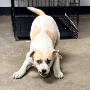 Enlarge Ruby Mae , an adopted mixed breed in Ashland, KY image 2/2