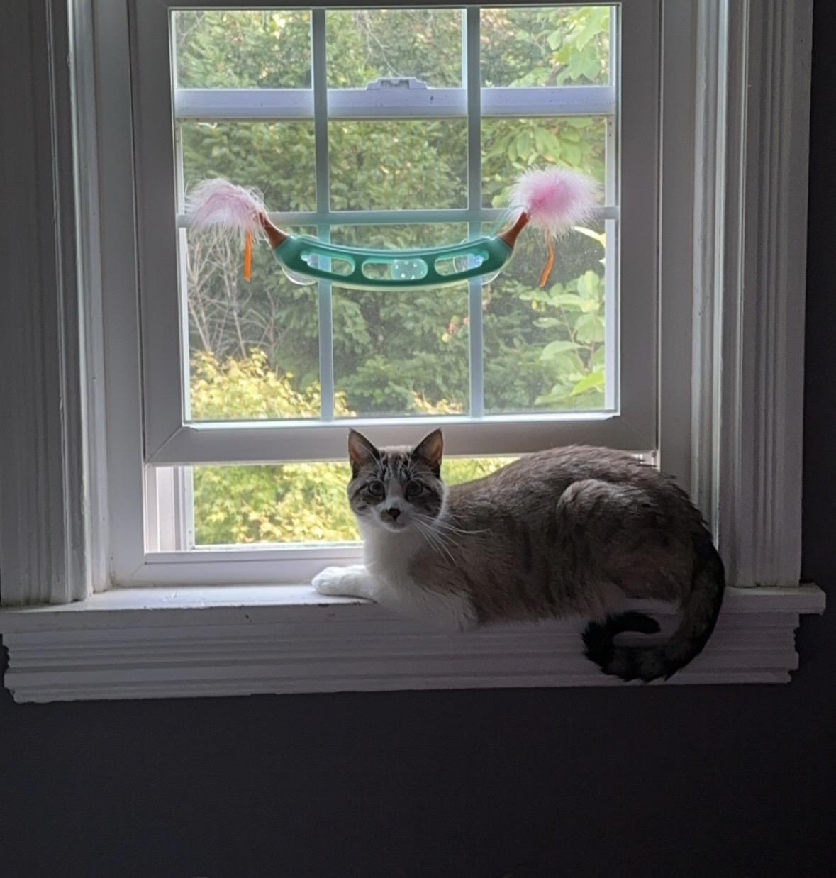 Enlarge Haku, a Adopted Siamese in Landenberg, PA image 3/3
