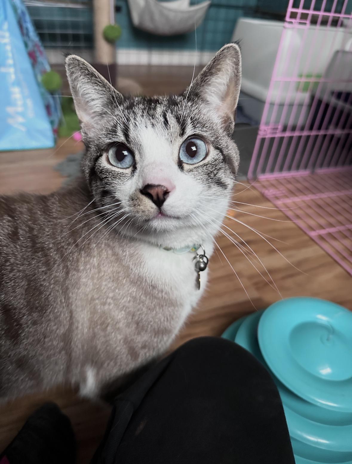 Enlarge Haku, a Adopted Siamese in Landenberg, PA image 1/3
