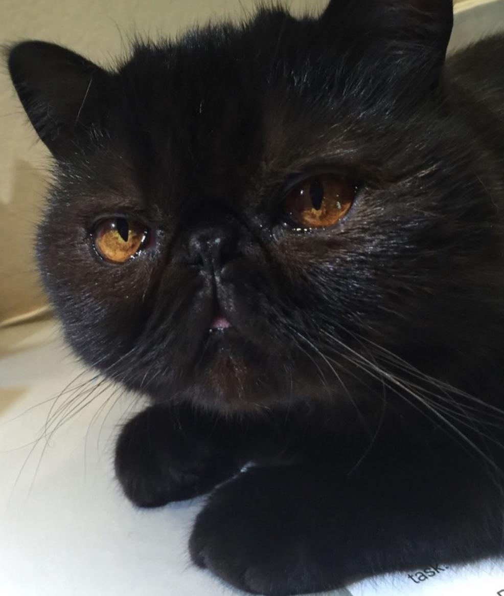 Oliver