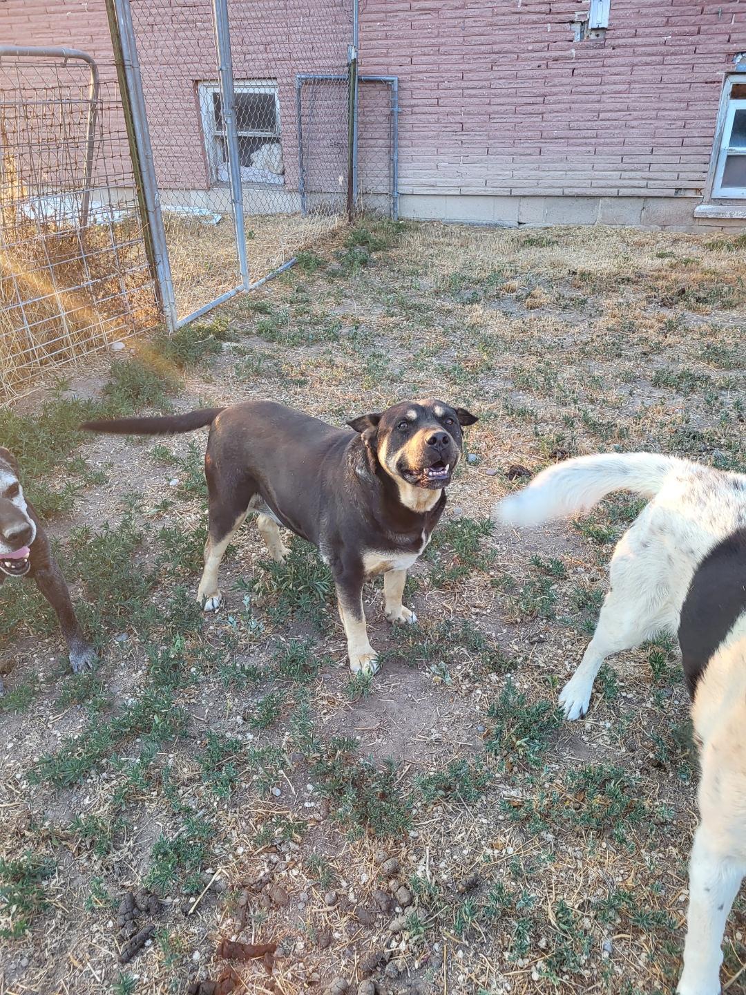 Tazz, an adoptable Shar-Pei, German Shepherd Dog in Pocatello, ID, 83201 | Photo Image 4