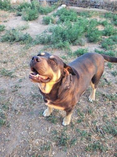 Tazz, an adoptable Shar-Pei, German Shepherd Dog in Pocatello, ID, 83201 | Photo Image 2