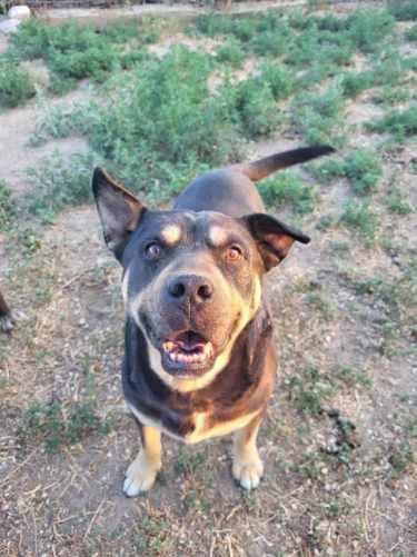 Tazz, an adoptable Shar-Pei, German Shepherd Dog in Pocatello, ID, 83201 | Photo Image 1