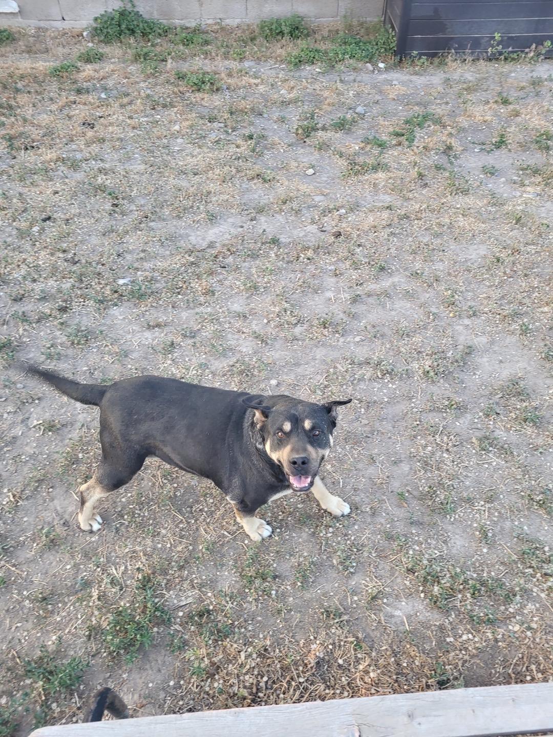 Tazz, an adoptable Shar-Pei, German Shepherd Dog in Pocatello, ID, 83201 | Photo Image 3