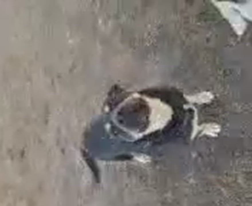 Enlarge Tazz, a Adoptable mixed breed in Pocatello, ID video 2/5