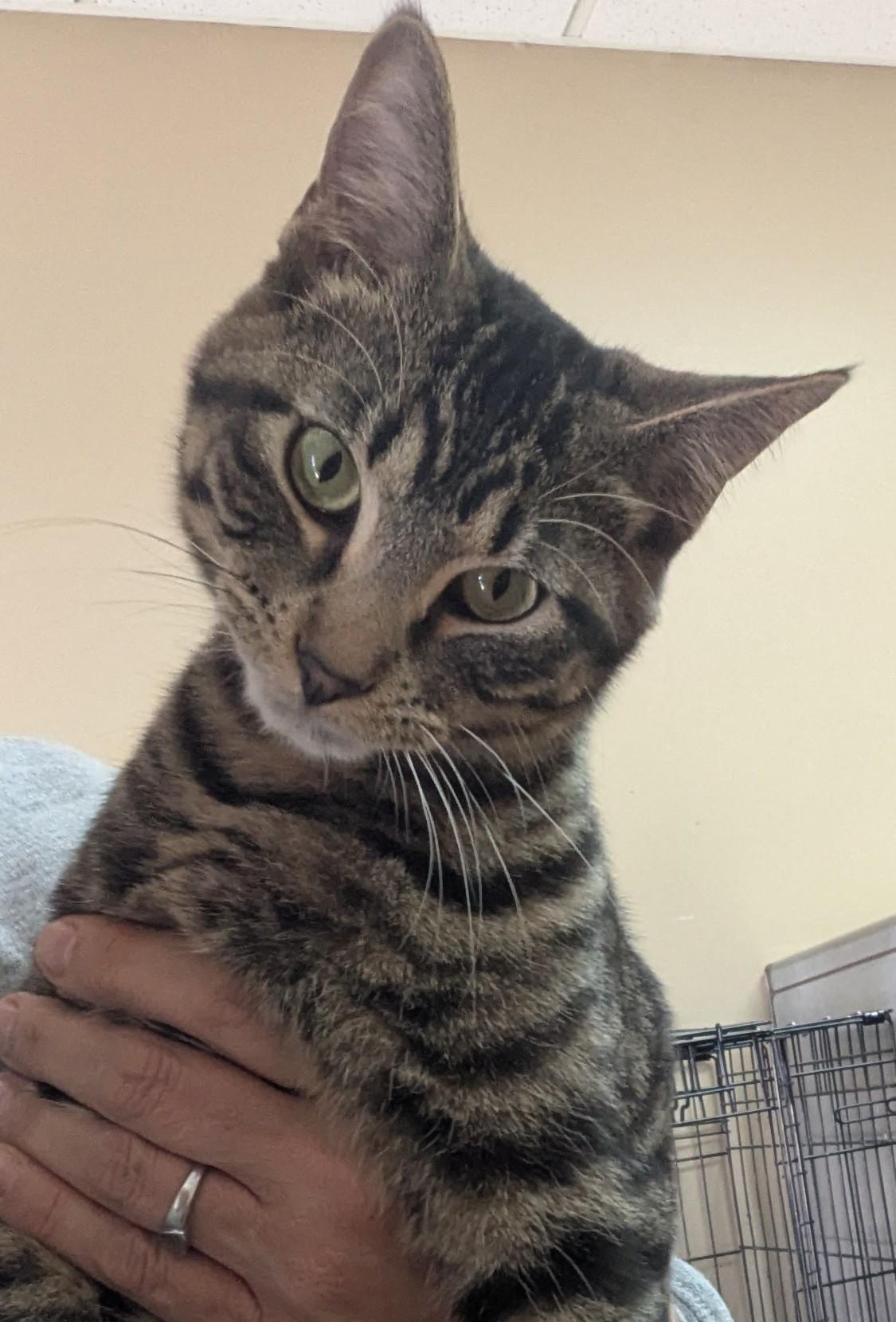 Enlarge Creed, a Adoptable Domestic Short Hair in Rock Falls, IL image 1/1