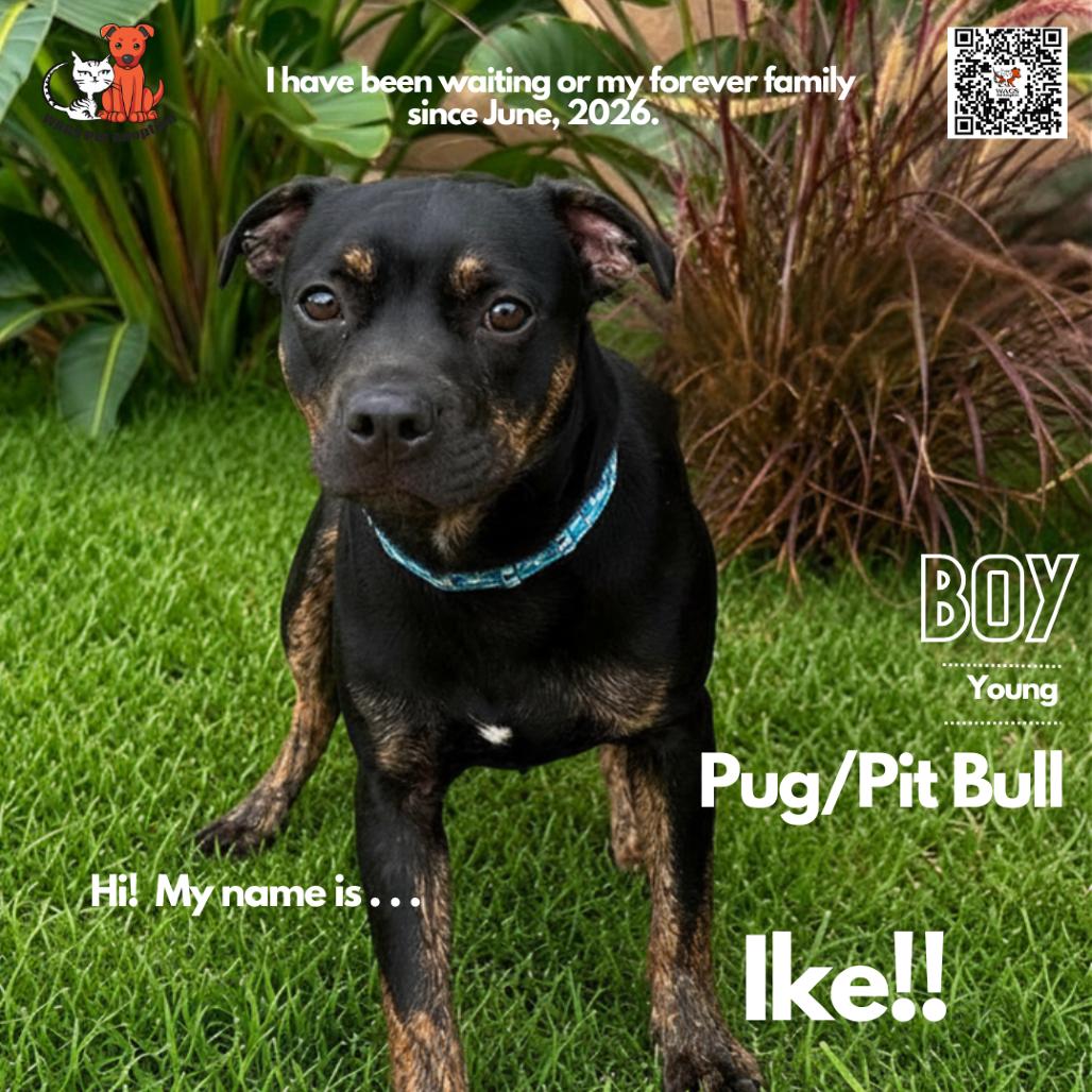 Enlarge Ike, a Adoptable mixed breed in Westminster, CA image 1/1