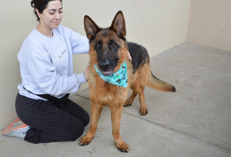 Otto, Adopted, Adult Male German Shepherd Dog.