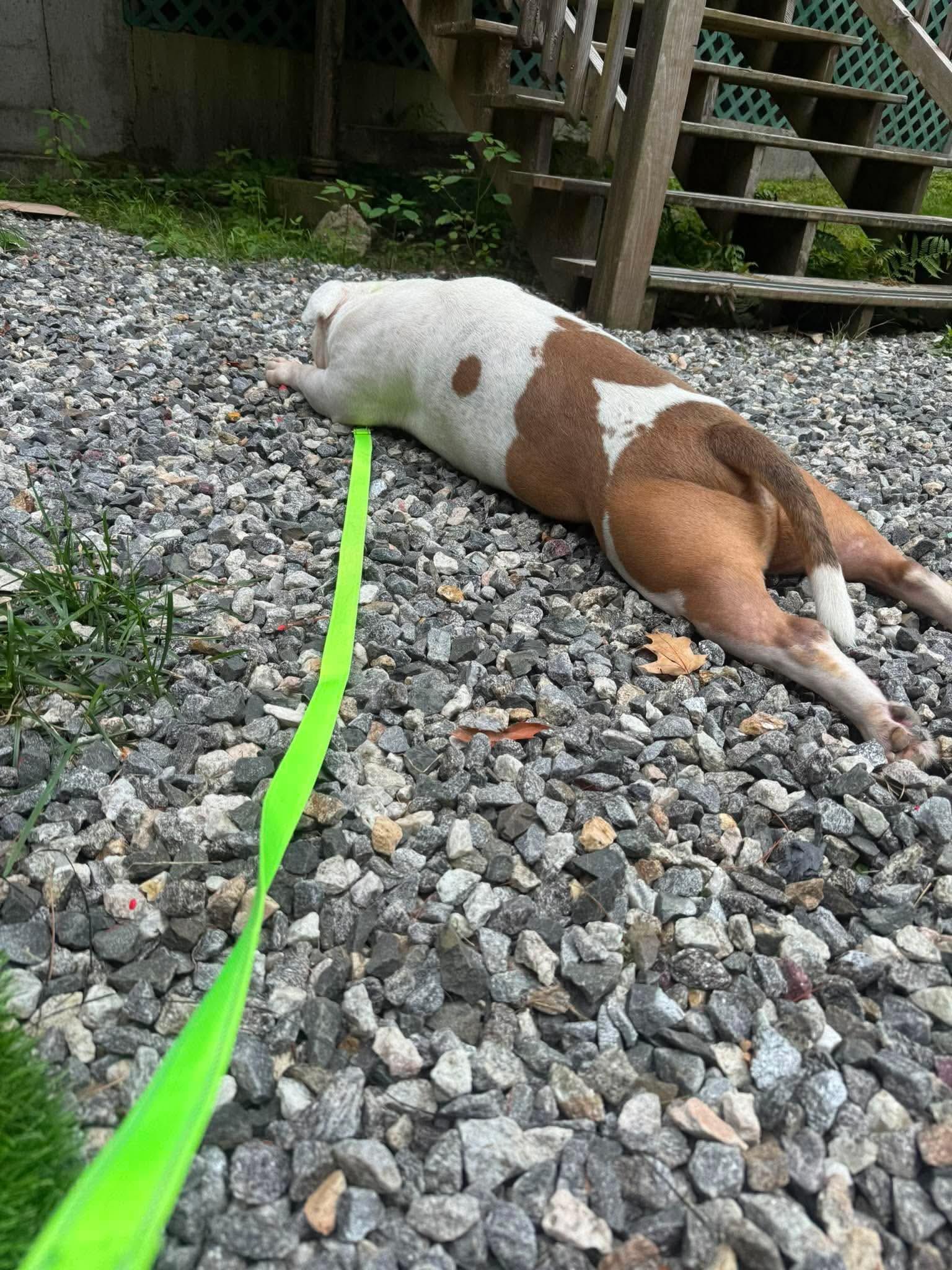 Enlarge Pablo, an adopted mixed breed in Kennebunk , ME image 5/6