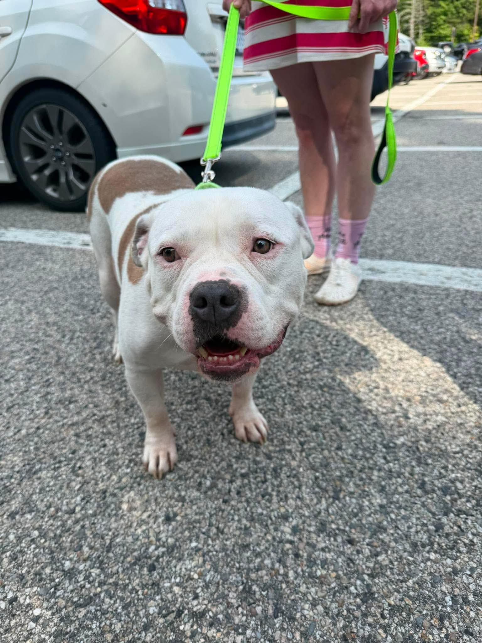 Pablo, adopted, Adult Male American Bully.