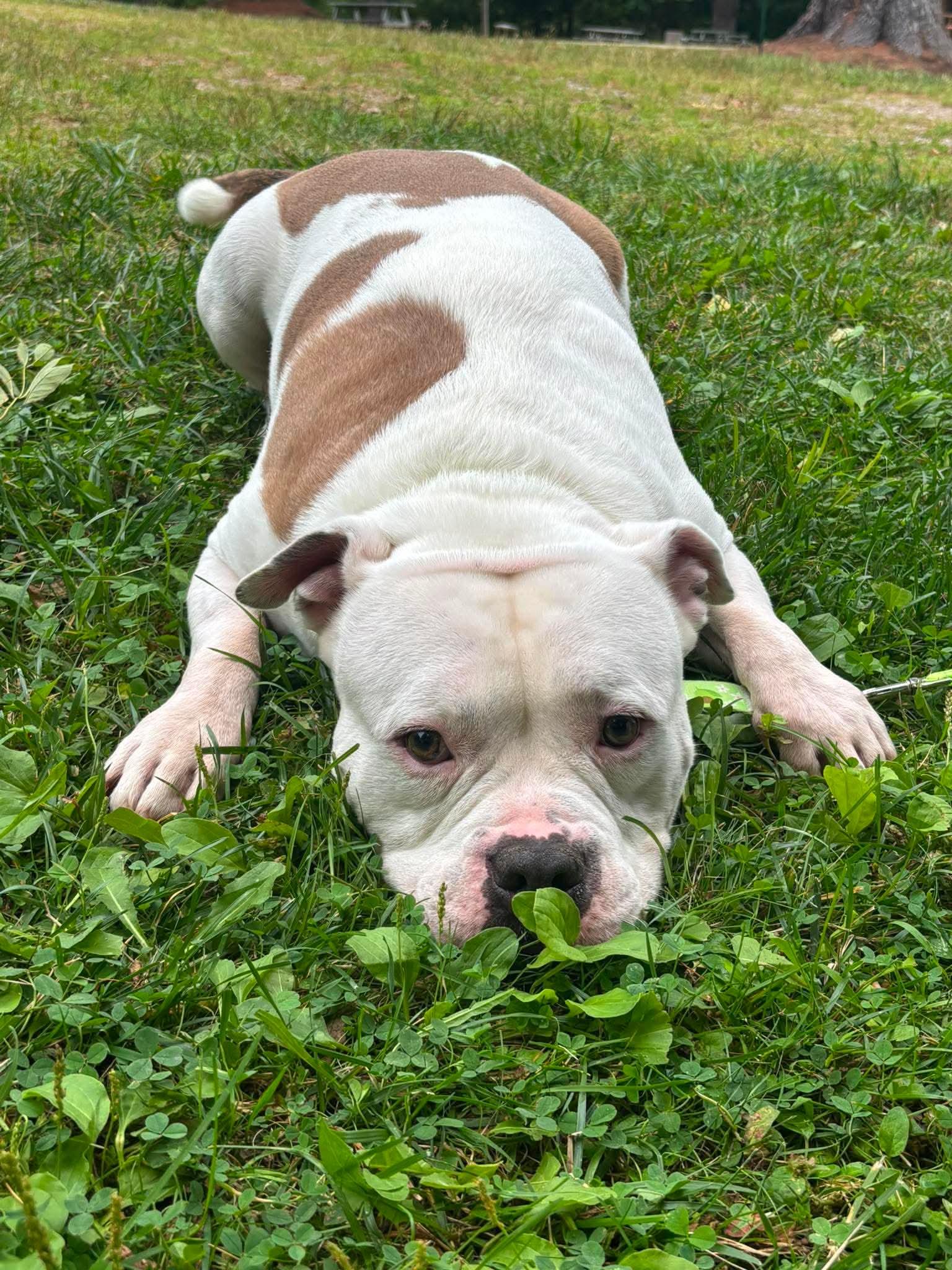 Enlarge Pablo, an adopted mixed breed in Kennebunk , ME image 2/6