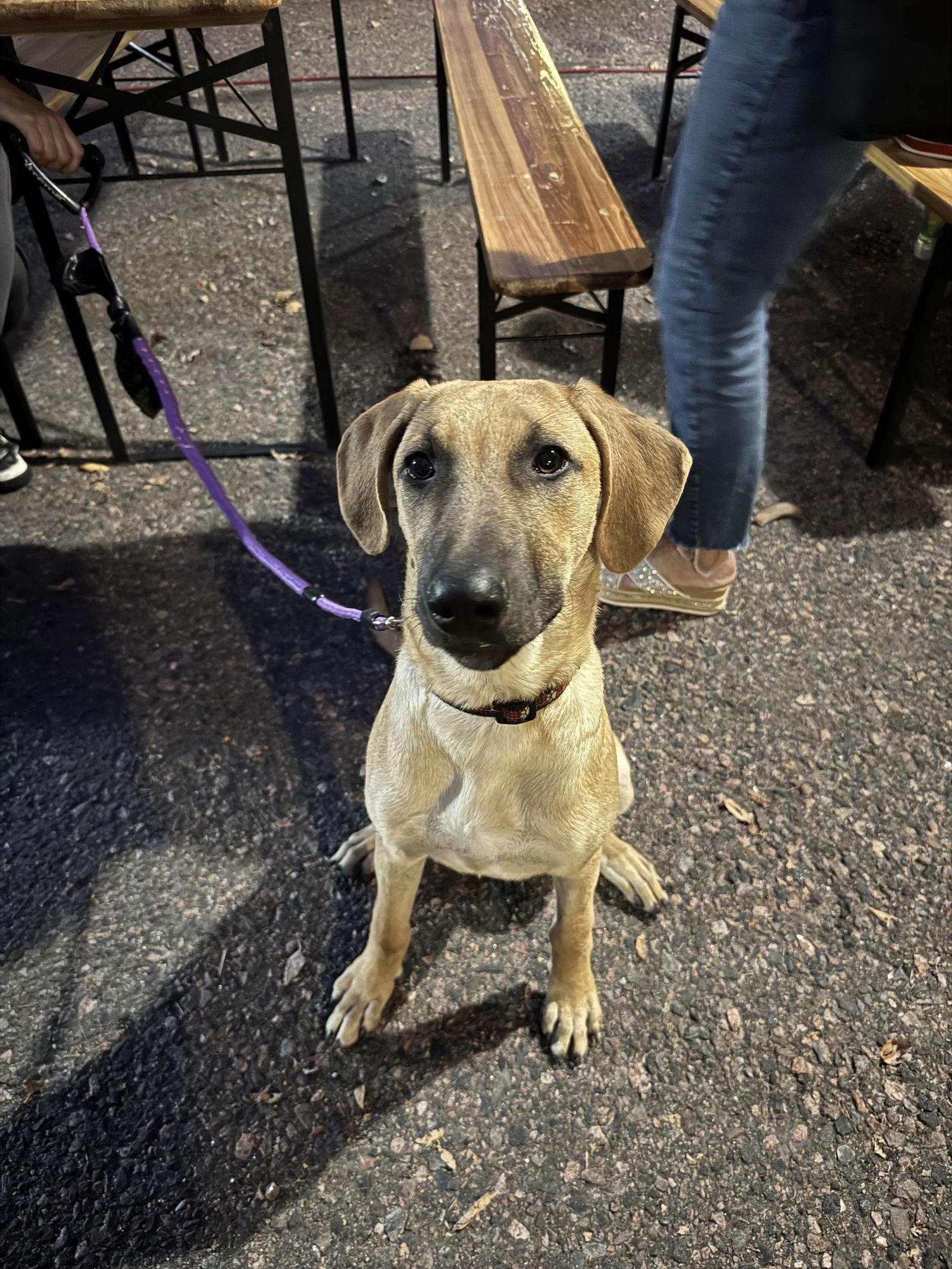 Adele Puppy Set Fire to the Rain (Rain), a Adoptable mixed breed in Lakewood, CO image 1/3