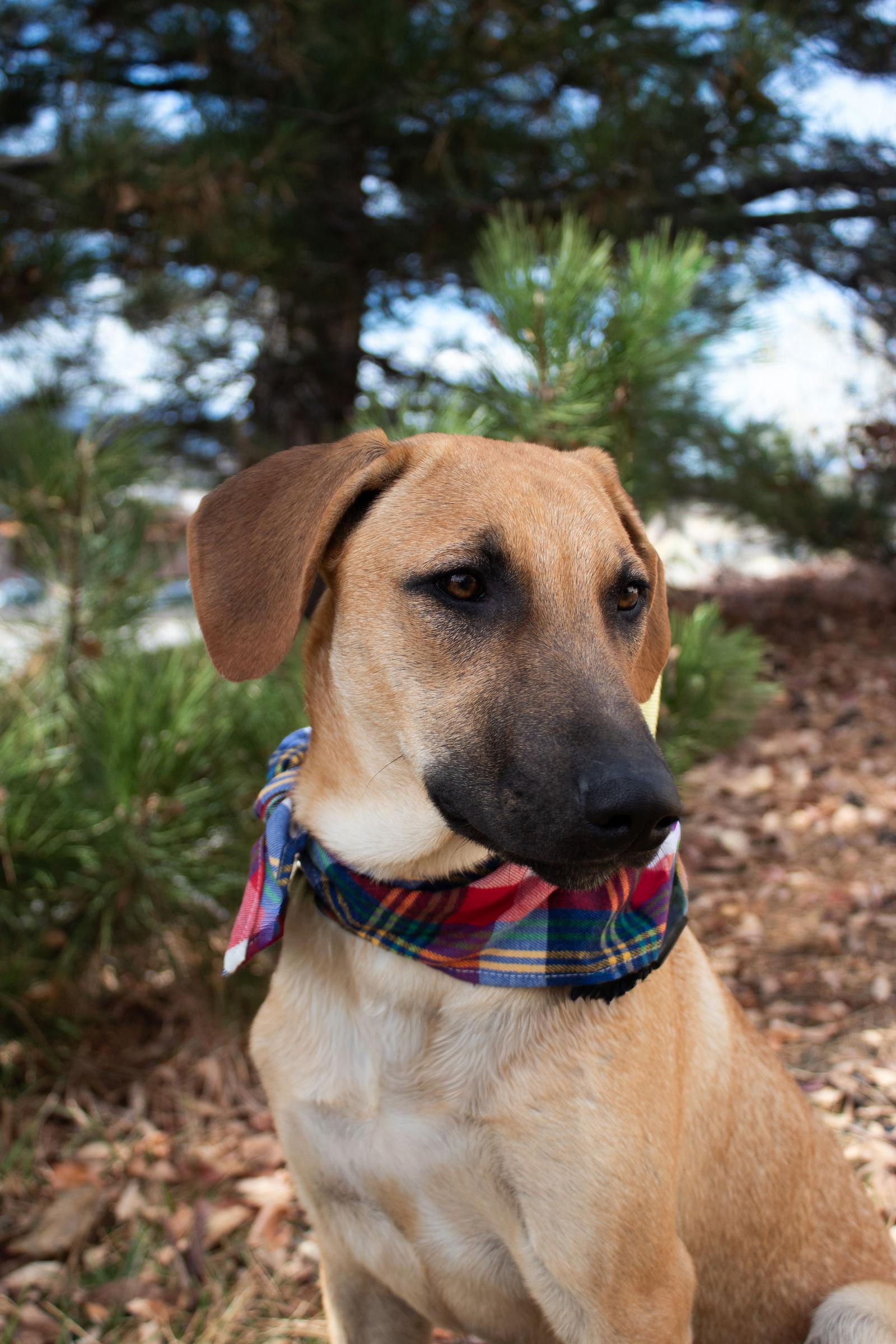 Adele Puppy Set Fire to the Rain (Rain), a Adoptable mixed breed in Lakewood, CO image 2/3