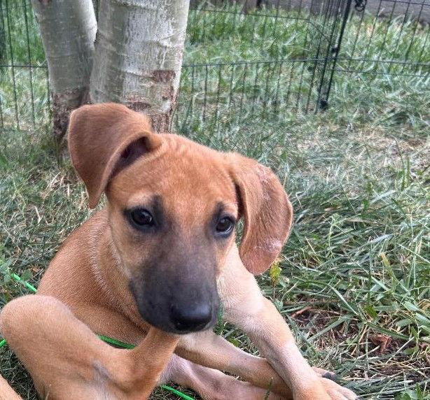 Adele Puppy Set Fire to the Rain (Rain), a Adoptable mixed breed in Lakewood, CO image 3/3