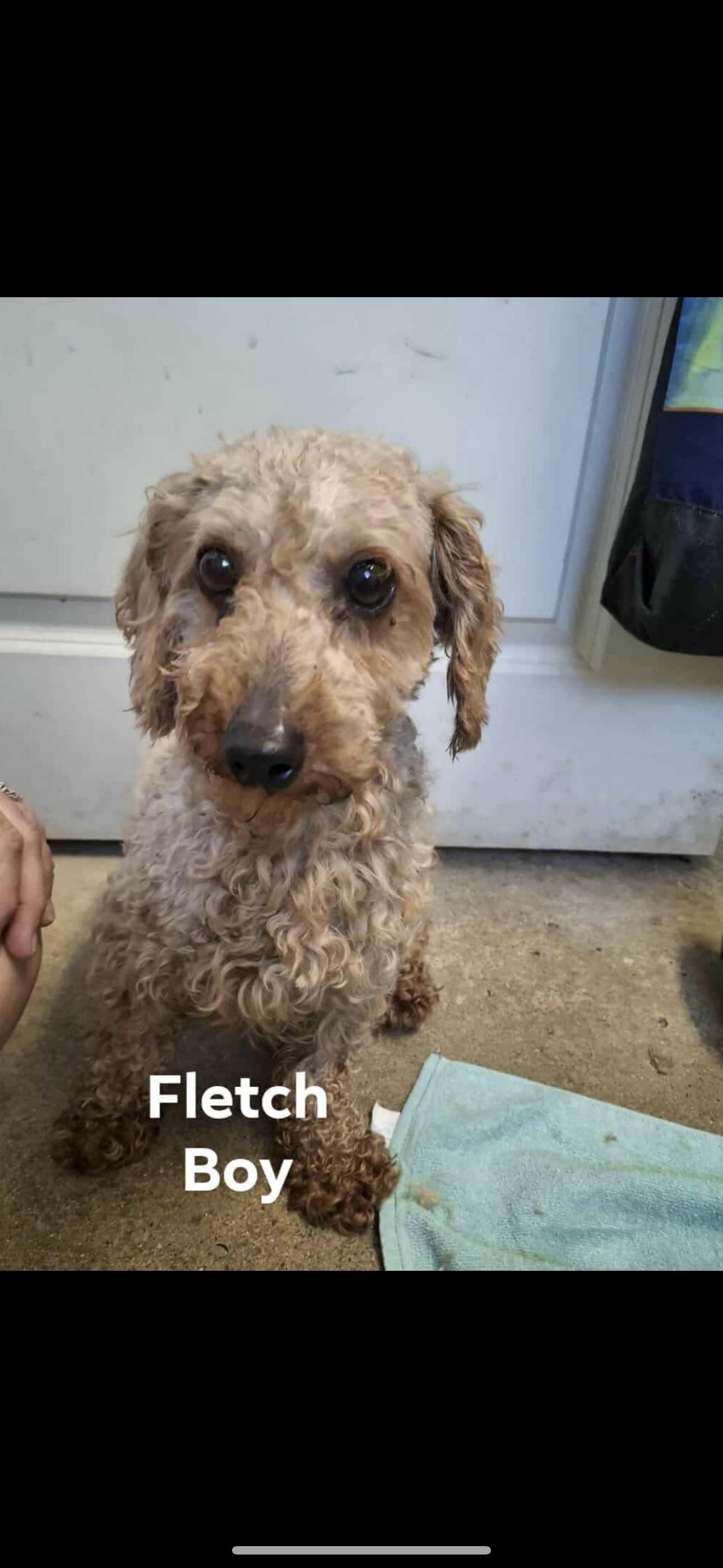 Fletch, Adopted, Adult Male Miniature Poodle.