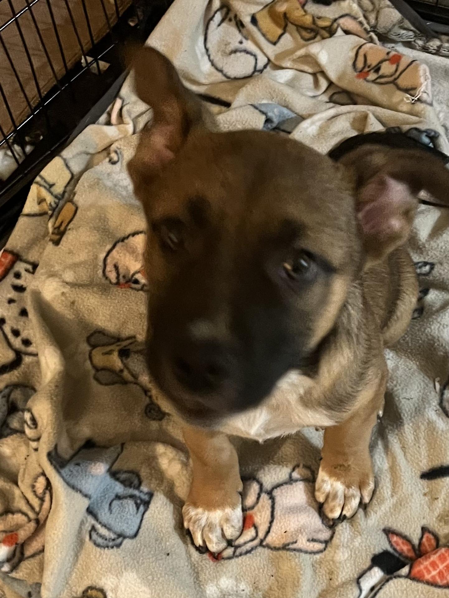 Angus, Adoptable, Puppy Male Boxer & Labrador Retriever.