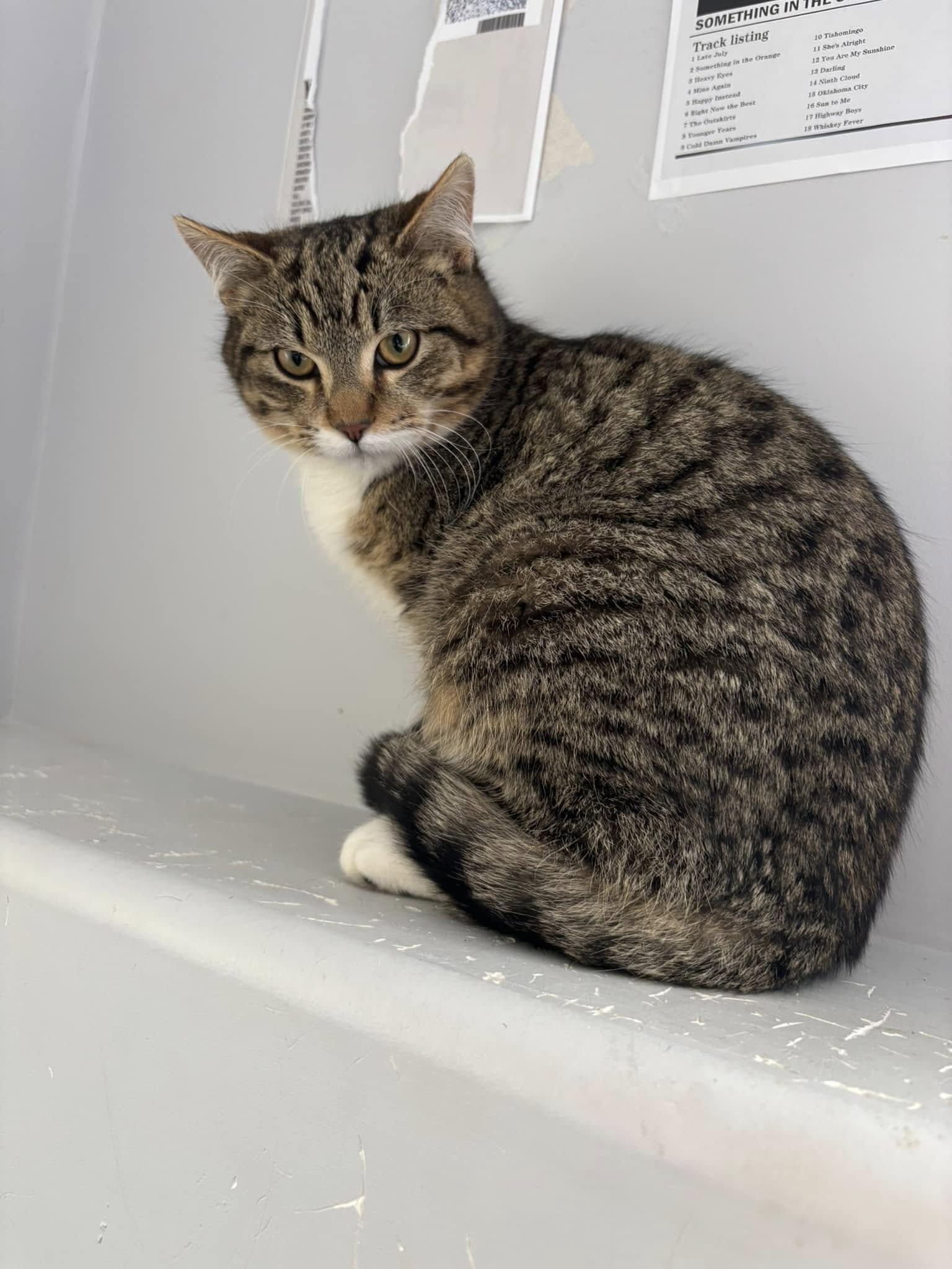 Archer, Young Male Domestic Short Hair