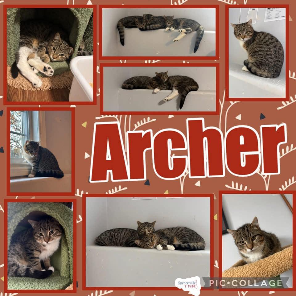 Archer photo 4