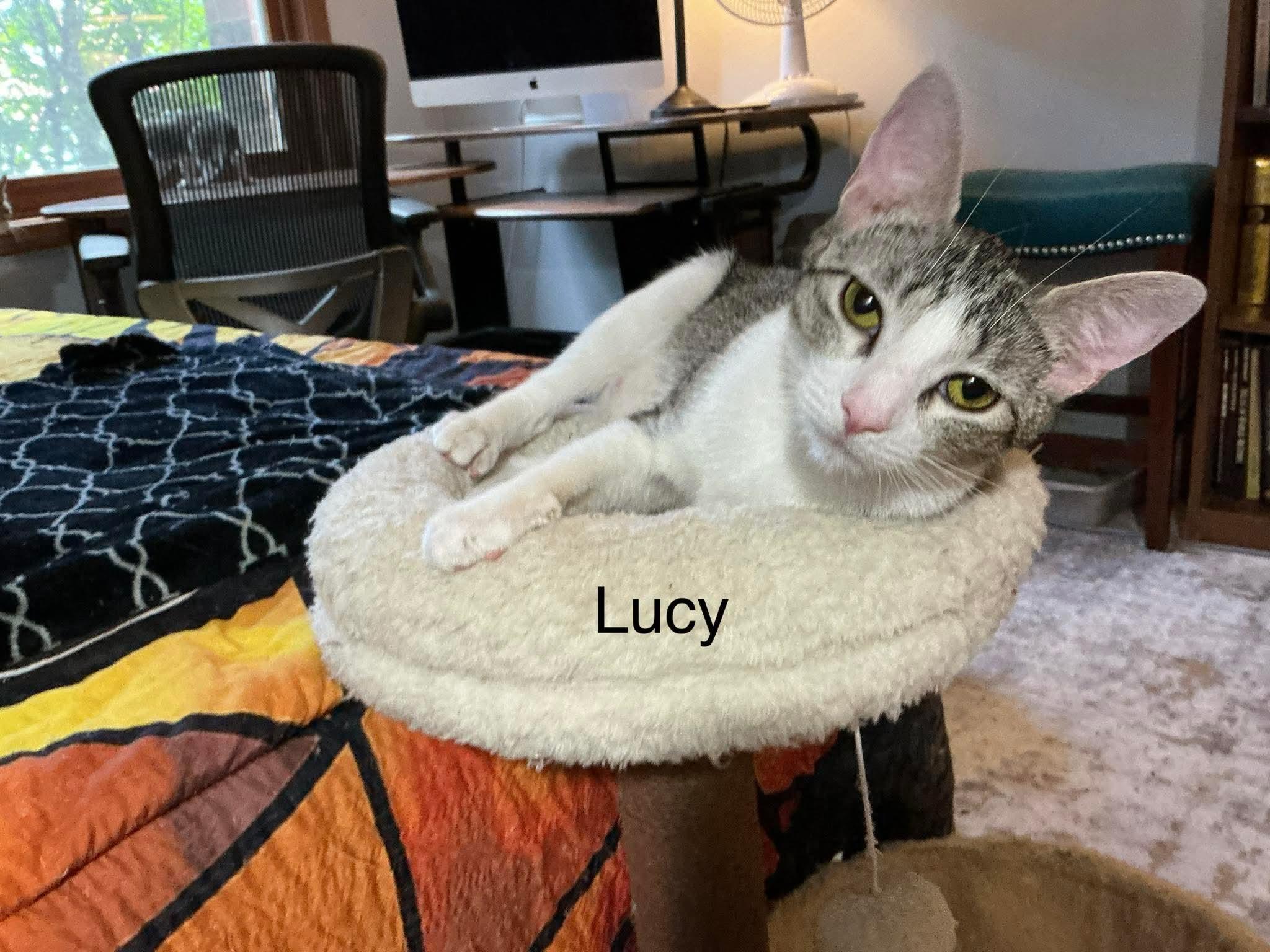 Lucy , a Adoptable Domestic Short Hair in Crystal Lake, IL image 5/6