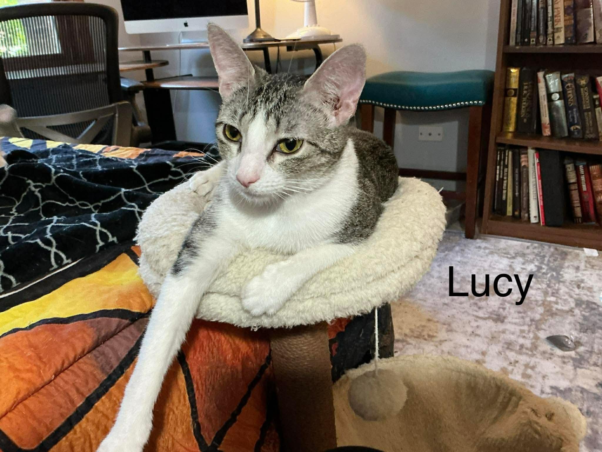 Lucy , a Adoptable Domestic Short Hair in Crystal Lake, IL image 3/6