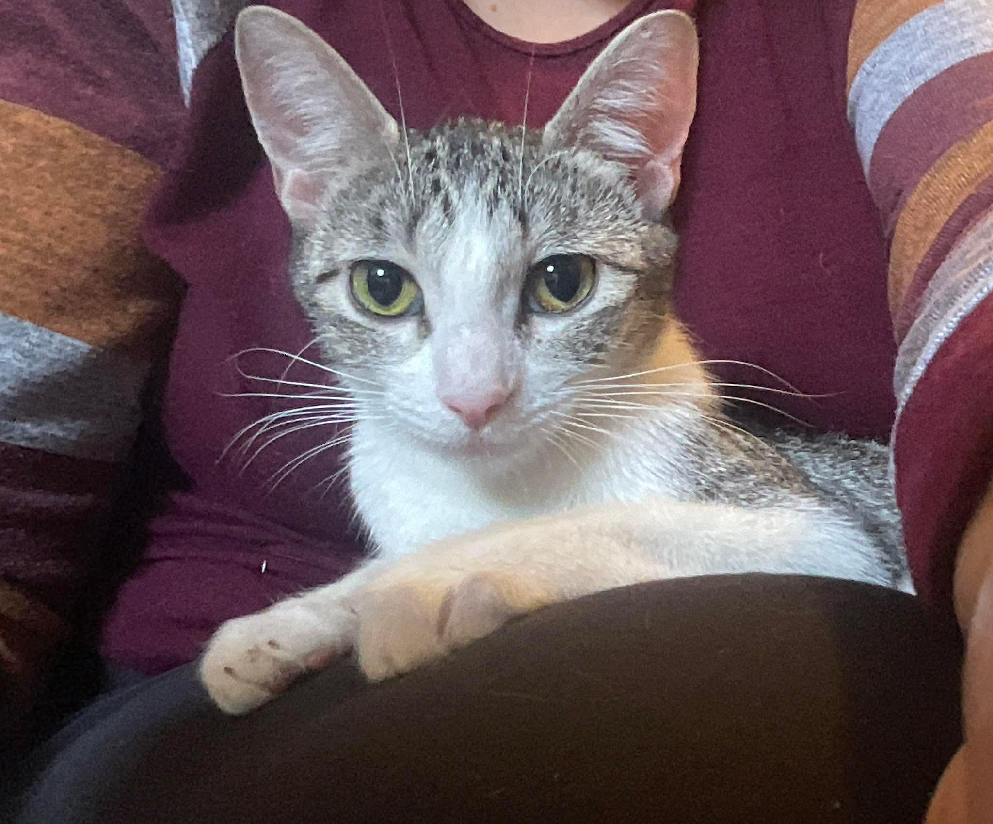 Lucy , Adoptable, Adult Female Domestic Short Hair.