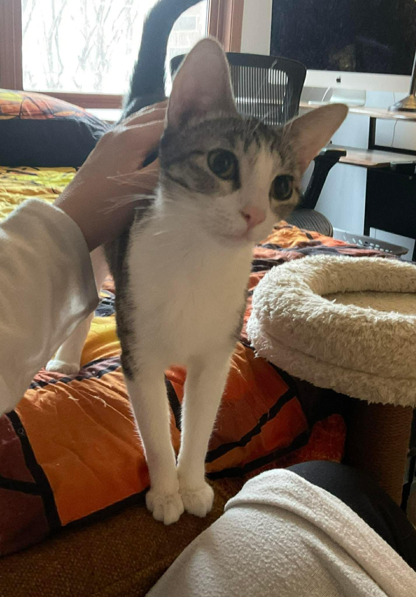 Lucy , a Adoptable Domestic Short Hair in Crystal Lake, IL image 6/6