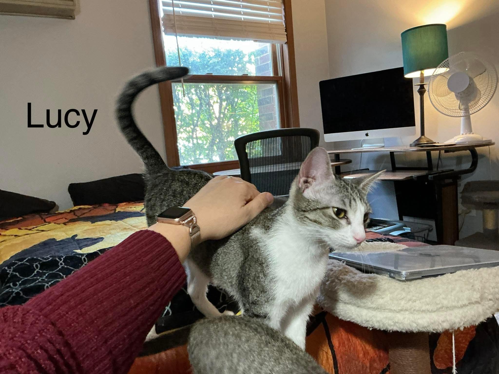Lucy , a Adoptable Domestic Short Hair in Crystal Lake, IL image 4/6