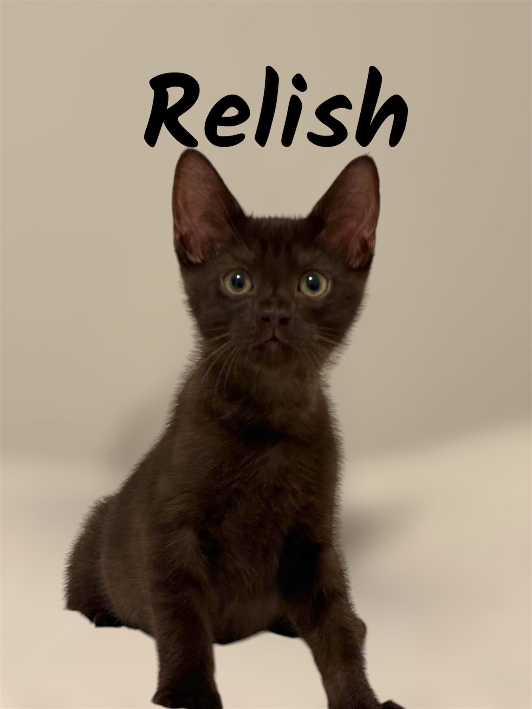 Relish, adoptable, Kitten Male Domestic Short Hair.