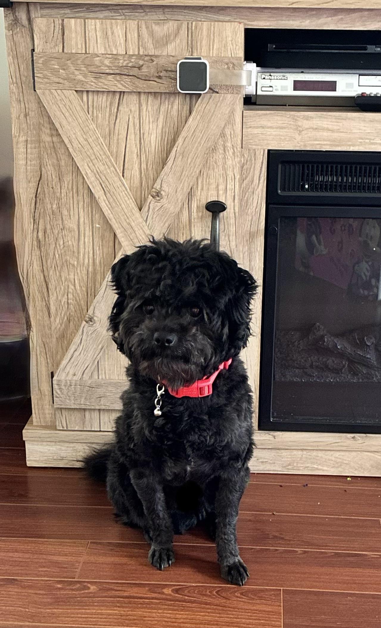 Enlarge Ollie, a ADOPTABLE Pomapoo in Succasunna, NJ image 5/6