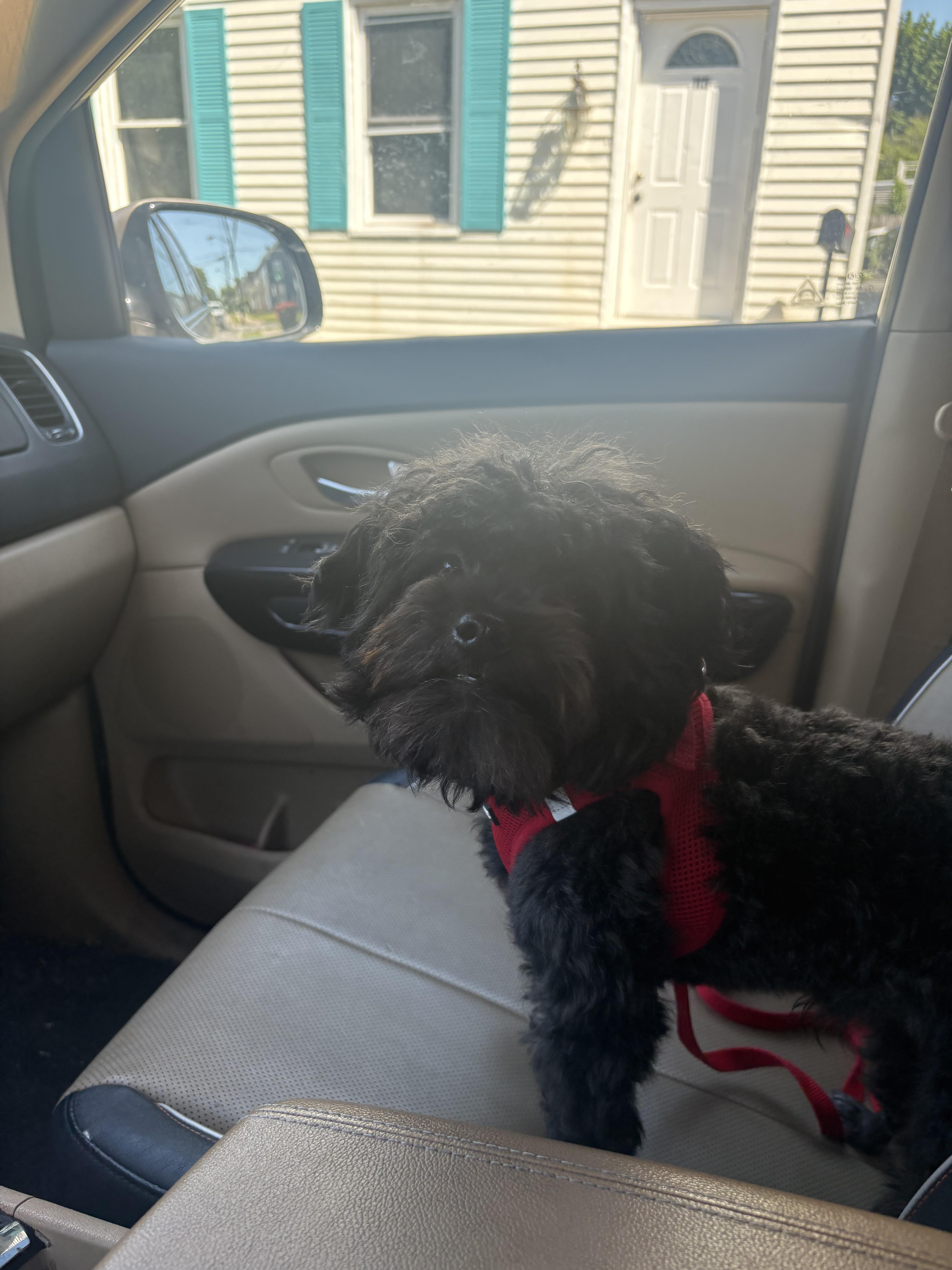 Enlarge Ollie, a ADOPTABLE Pomapoo in Succasunna, NJ image 4/6