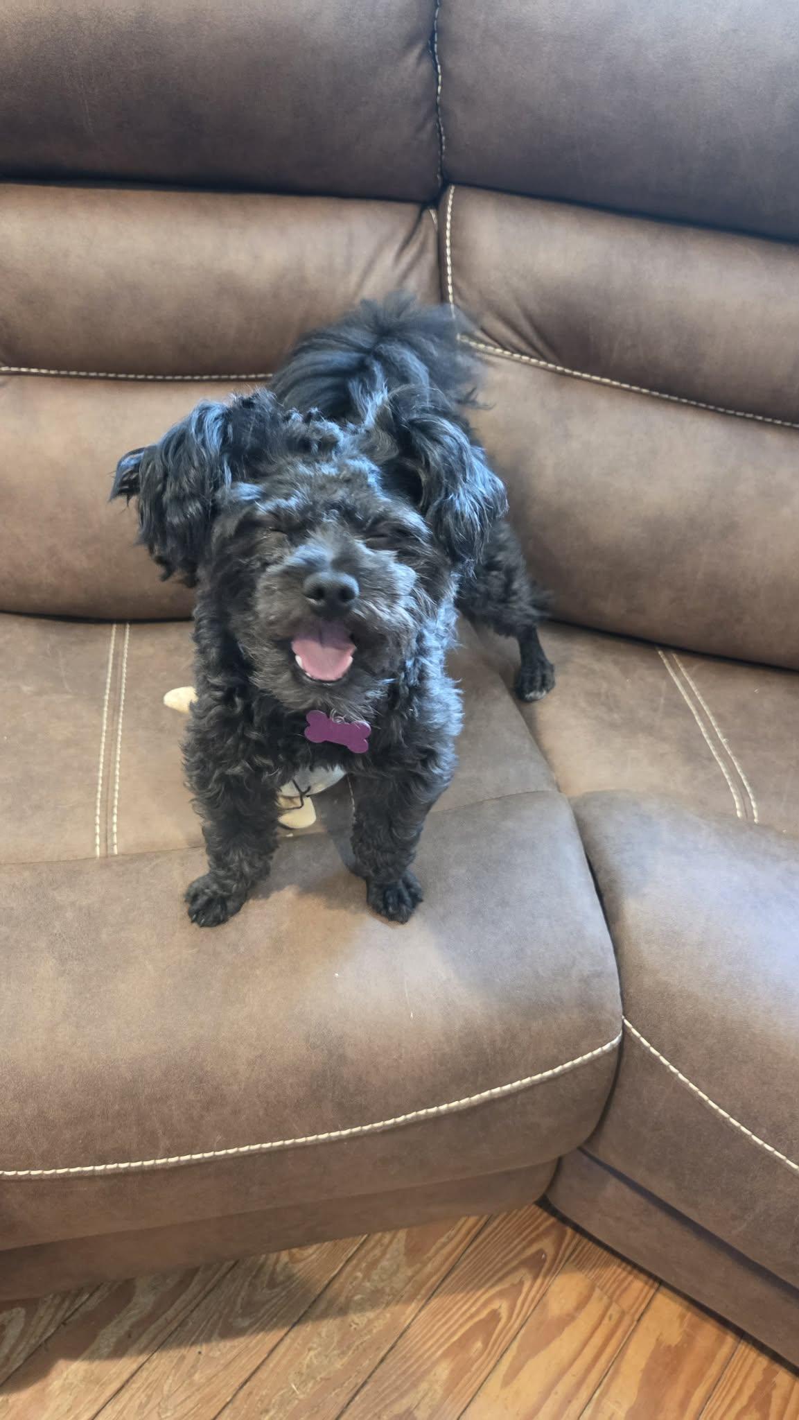 Enlarge Ollie, a ADOPTABLE Pomapoo in Succasunna, NJ image 2/6