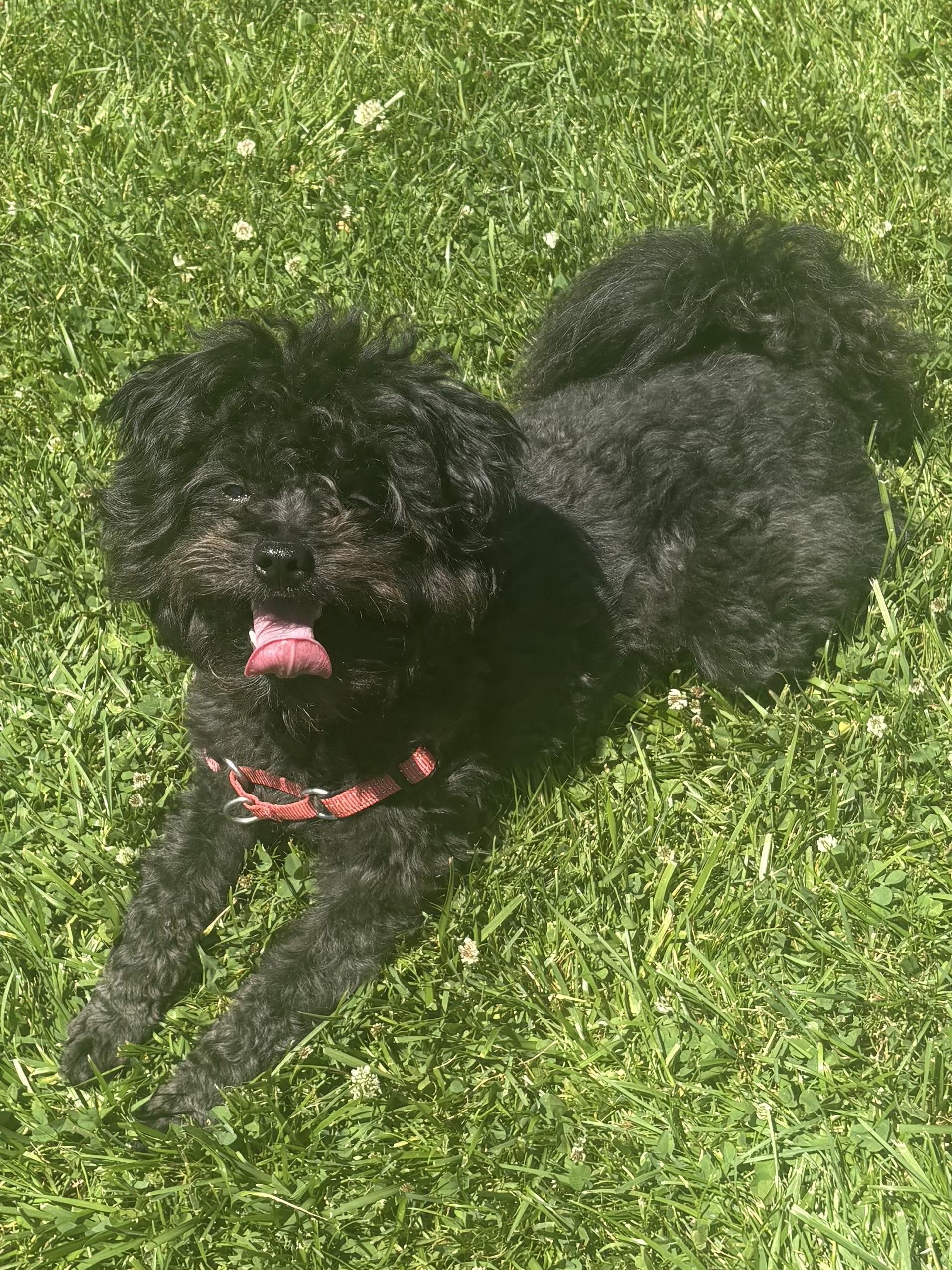Enlarge Ollie, a ADOPTABLE Pomapoo in Succasunna, NJ image 3/6